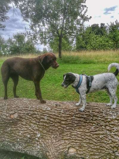 Die Dogorama Wochen Challenge "Friends will be Friends"-Beitrag-Bild