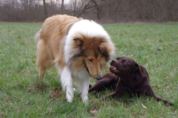 Bester Freund, Hundekumpel - zeigt her!-Beitrag-Bild