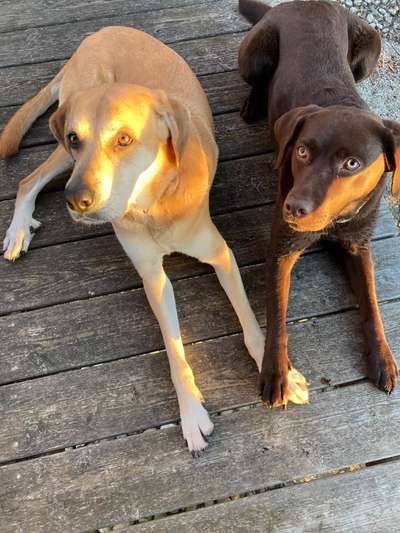 98.Fotochallange  - Hunde zeigen Zuneigung-Beitrag-Bild