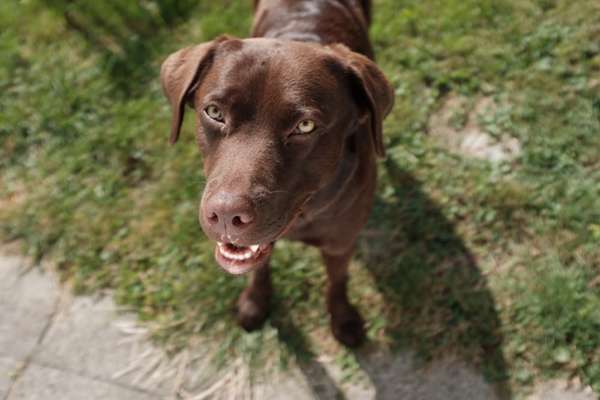 Zeigt mal die schönsten Bilder von euren Hunden !-Beitrag-Bild