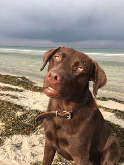 Dogorama Photo Challenge - Hundeblick zum hinschmelzen-Beitrag-Bild