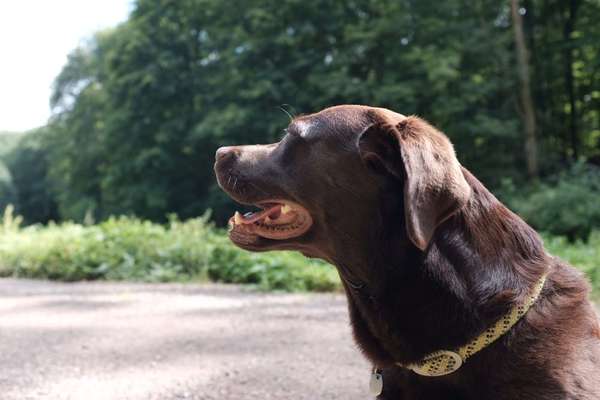 Hunde Porträt (Portrait) Galerie....-Beitrag-Bild