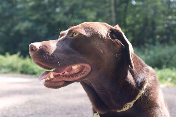 Wo sind meine Labrador Freunde-Beitrag-Bild