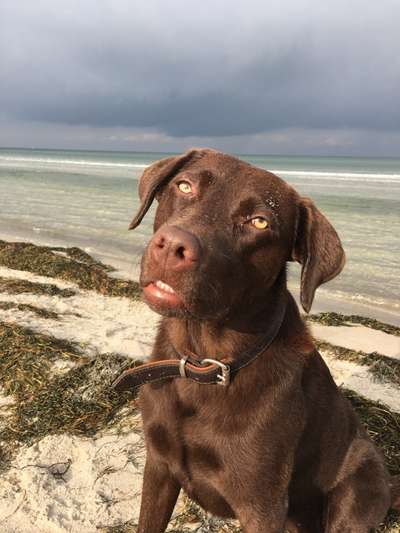 Dogorama-Monats-Challenge-Mai "Wasser"-Beitrag-Bild