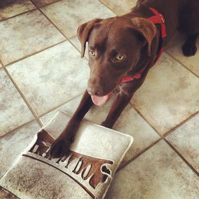 Dogorama Foto Challenge - Erwischt-Beitrag-Bild