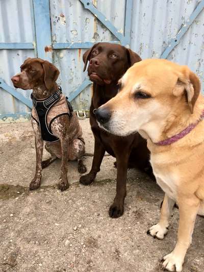 Dogorama Photo Challenge - TV Hund-Beitrag-Bild