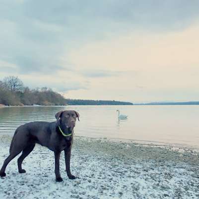 Die Dogorama Kalender Challenge Teil 2/4-Beitrag-Bild