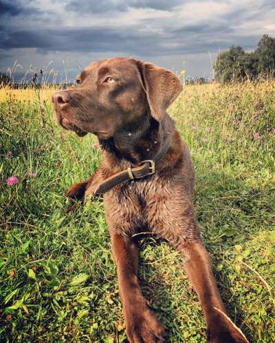 Labradorfans-Beitrag-Bild