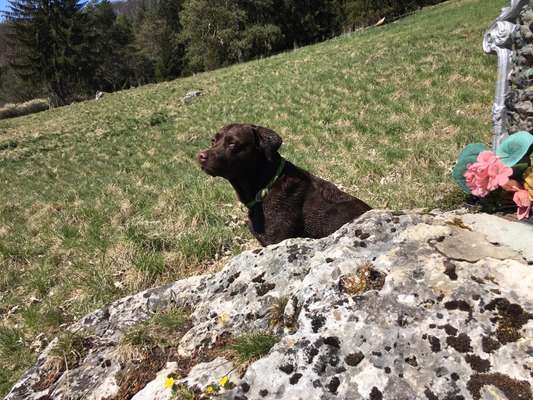 Hund und Natur-Beitrag-Bild