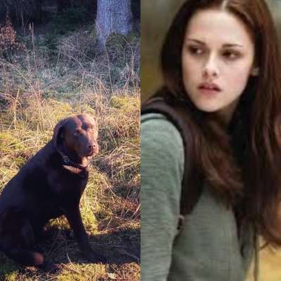 Wie heißt dein Hund?-Beitrag-Bild