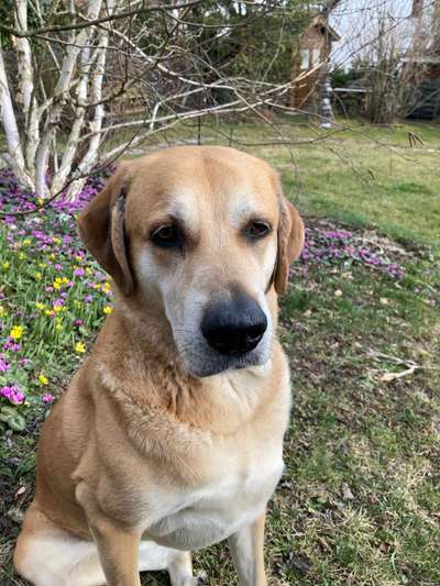 Mischlinge raten - Rätselspaß-Beitrag-Bild