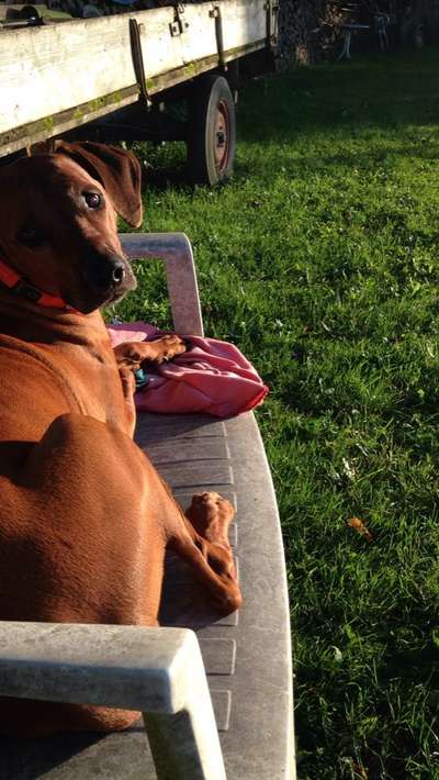 Wie kamst du zu deinem Hund?-Beitrag-Bild