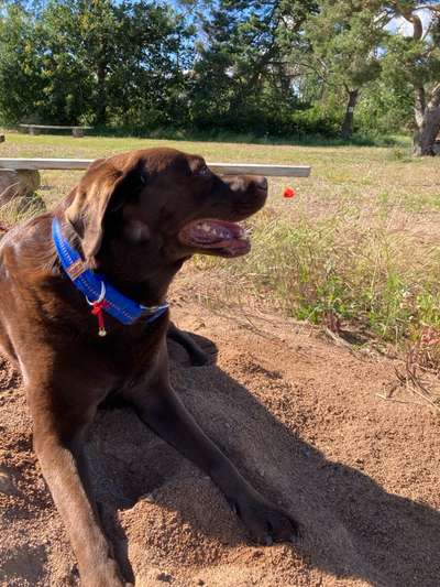 Wie kamst du zu deinem Hund?-Beitrag-Bild