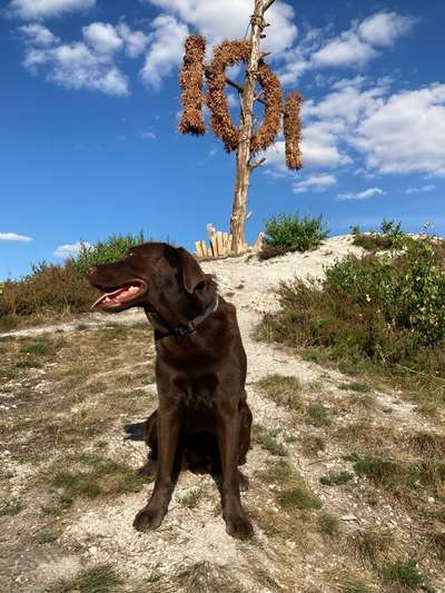 Dogorama Foto Challenge - Wanderziel-Beitrag-Bild