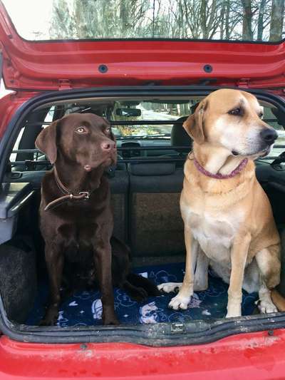 FOTOCHALLENGE 70 - Dein Hund im Auto-Beitrag-Bild