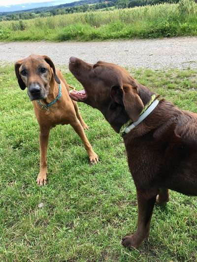 Fotowettbewerb : Hundekommunikation-Beitrag-Bild