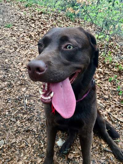 Fotochallenge Nr. 59 - Mein Hund zeigt die Zunge-Beitrag-Bild