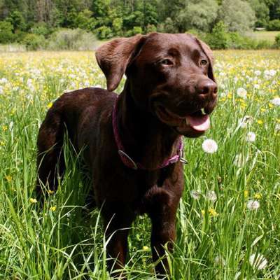 Die Dogorama Kalender Challenge Teil 3/4-Beitrag-Bild