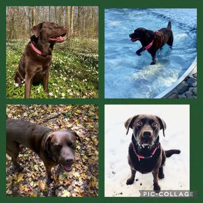 55.Fotocollagen  Challenge  4 Jahreszeiten-Beitrag-Bild