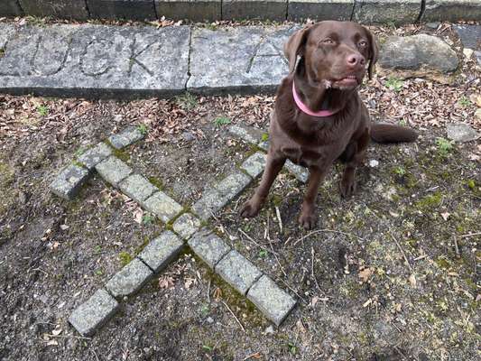 Handy Foto Challenge Nr 48: Hund und Kunst-Beitrag-Bild