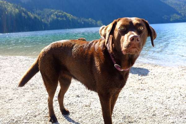 Die Dogorama Wochen Challenge: “Dein Hund im Urlaub”-Beitrag-Bild