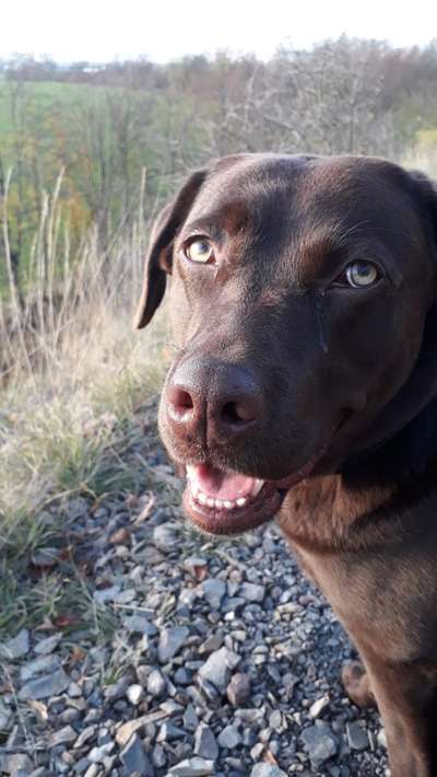 Dogorama Photo Challenge - Portrait-Beitrag-Bild