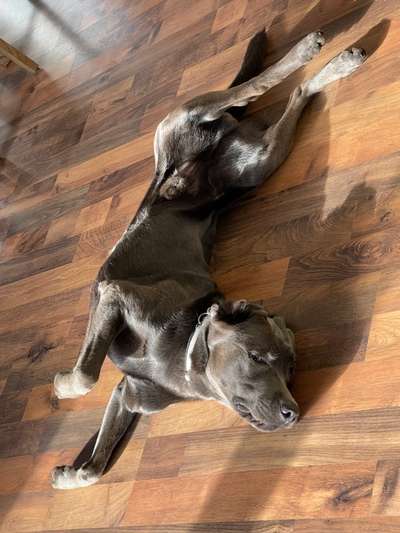 Labradorfans-Beitrag-Bild