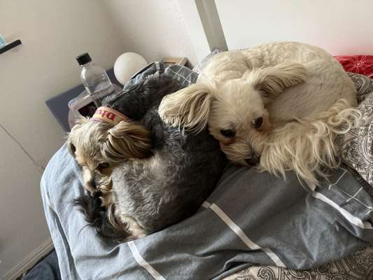 Darf der Hund bei Euch im Bett schlafen?-Beitrag-Bild