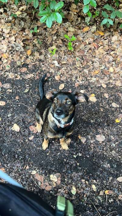 Jack Russel-Beitrag-Bild