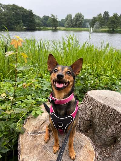 Mischlingshunde Foto Aufruf-Beitrag-Bild