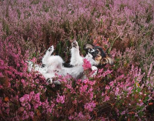 77. Trickspiel - Süß-Beitrag-Bild