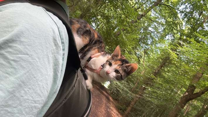 Katzen Spaziergang-Beitrag-Bild