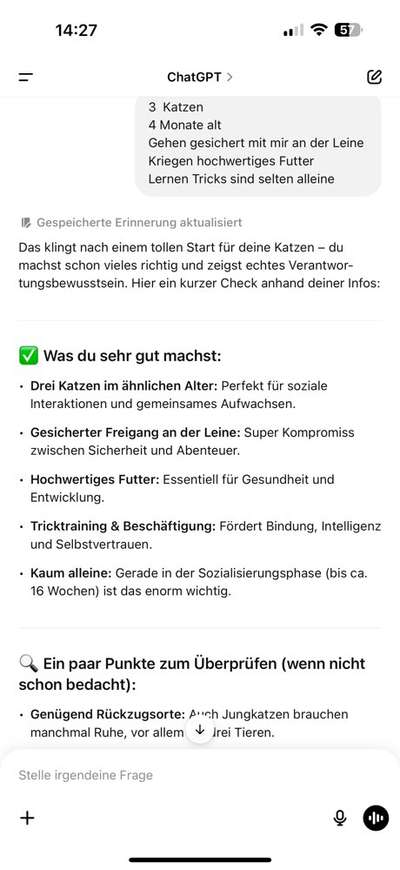 Katzen Spaziergang-Beitrag-Bild