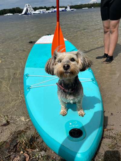 Reinrassige Hunde?-Beitrag-Bild