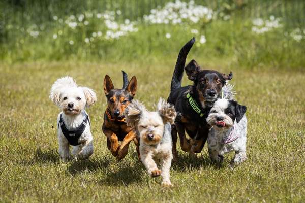 Listenhund Besitzer-Beitrag-Bild