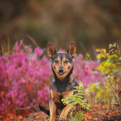 Mit oder ohne Unterfell?-Beitrag-Bild