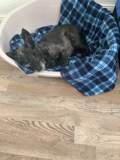 Unsere Fellnasen im Regenbogenland-Beitrag-Bild