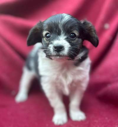 Hundetreffen-Welpentreff für kleine rassen-Bild
