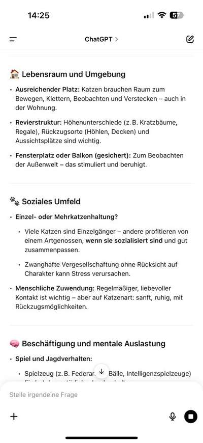 Katzen Spaziergang-Beitrag-Bild