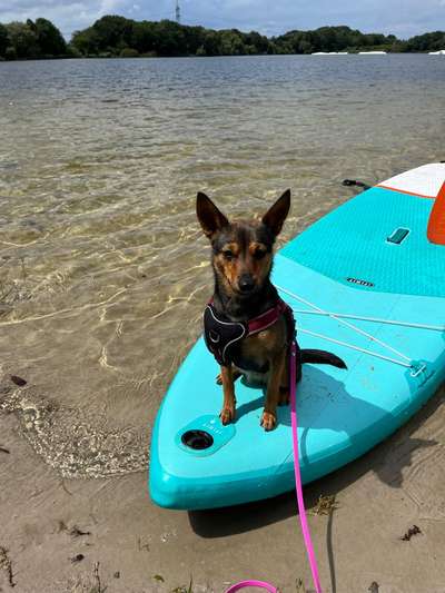 Hundeauslaufgebiet-Spadener See-Bild