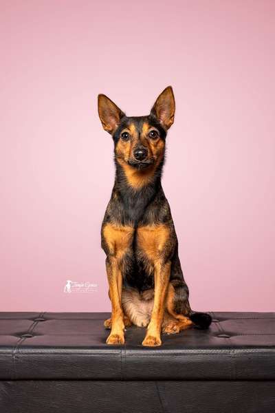 Mischlingshunde Foto Aufruf-Beitrag-Bild