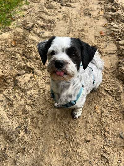 Mischlinge raten - Rätselspaß-Beitrag-Bild