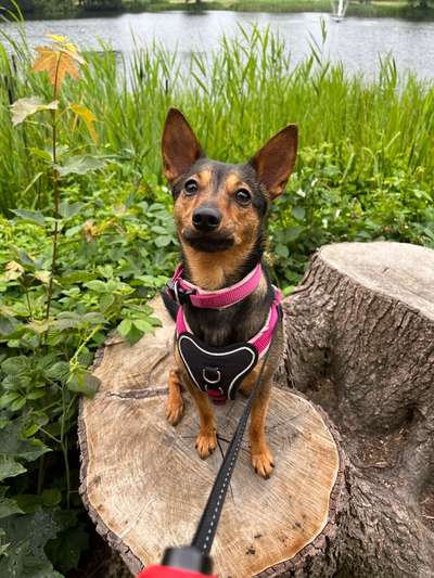 Jack Russel-Beitrag-Bild