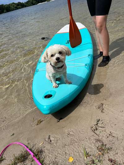 Reinrassige Hunde?-Beitrag-Bild