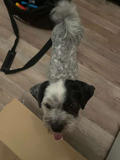 Mischlinge raten - Rätselspaß-Beitrag-Bild