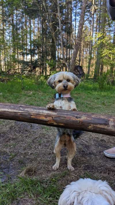 Havaneser-Beitrag-Bild