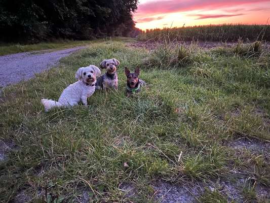 Hundetreffen-Für die ganz kleinen 🫶🏻-Bild