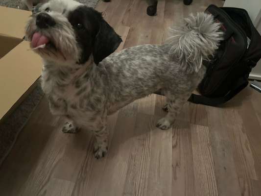 Mischlinge raten - Rätselspaß-Beitrag-Bild