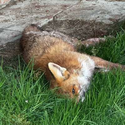 Giftköder-Giftköder, Fuchs-Bild