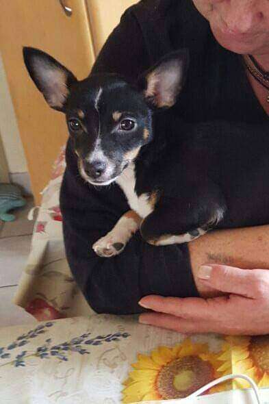 eure Spitznamen für die Vierbeiner-Beitrag-Bild